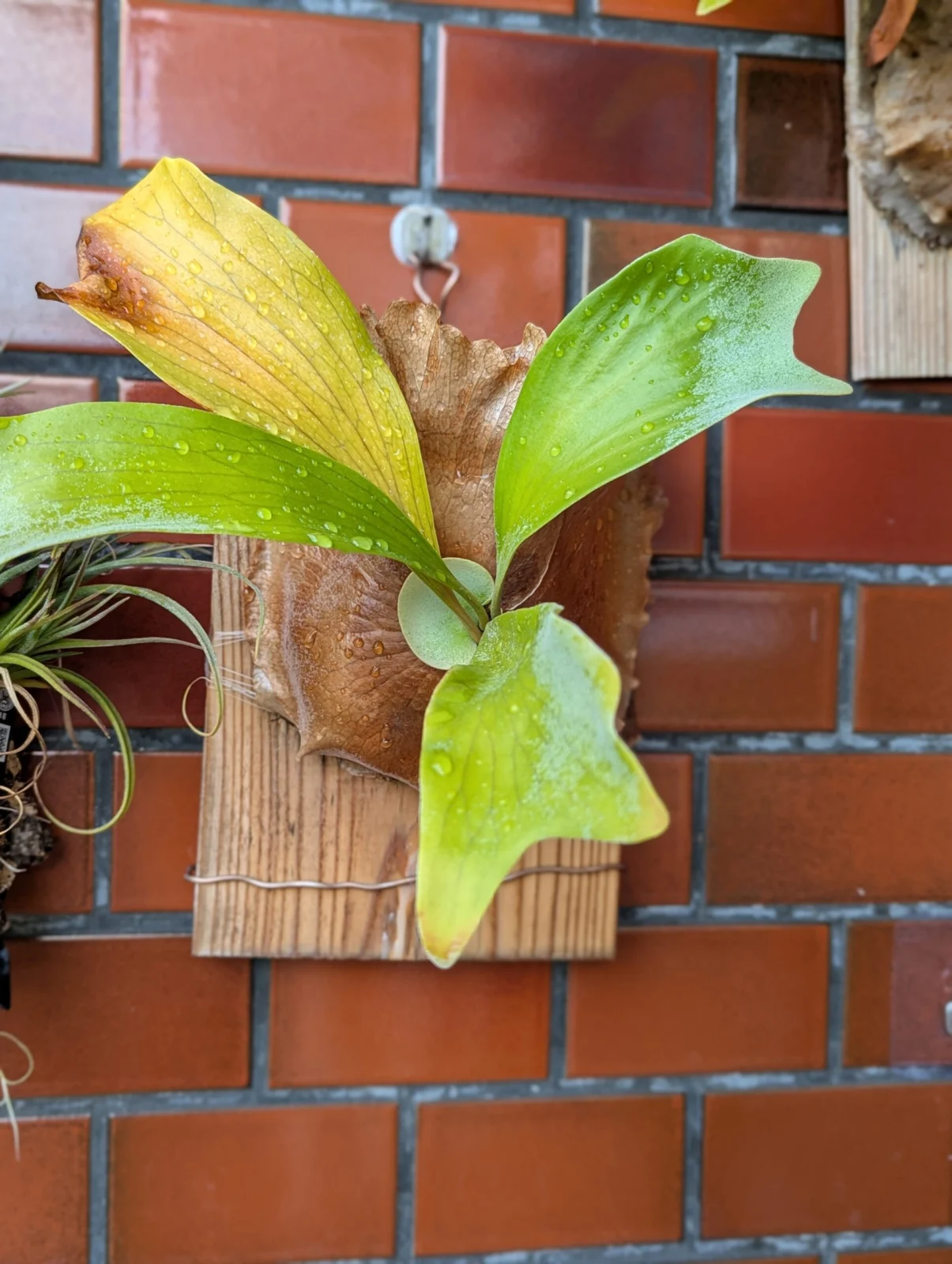 ビカクシダ　MW７