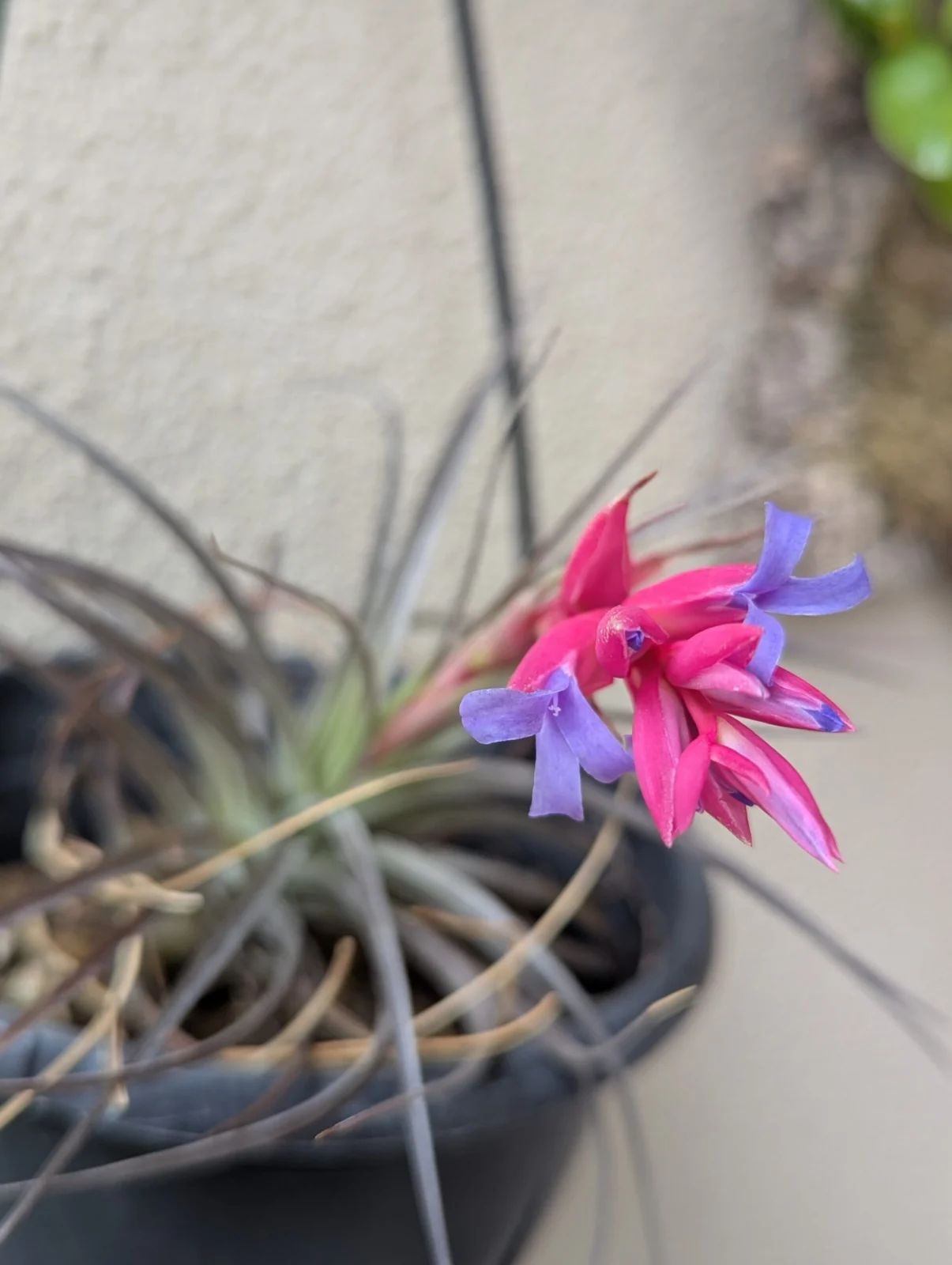 ティランジア　札落ち　花