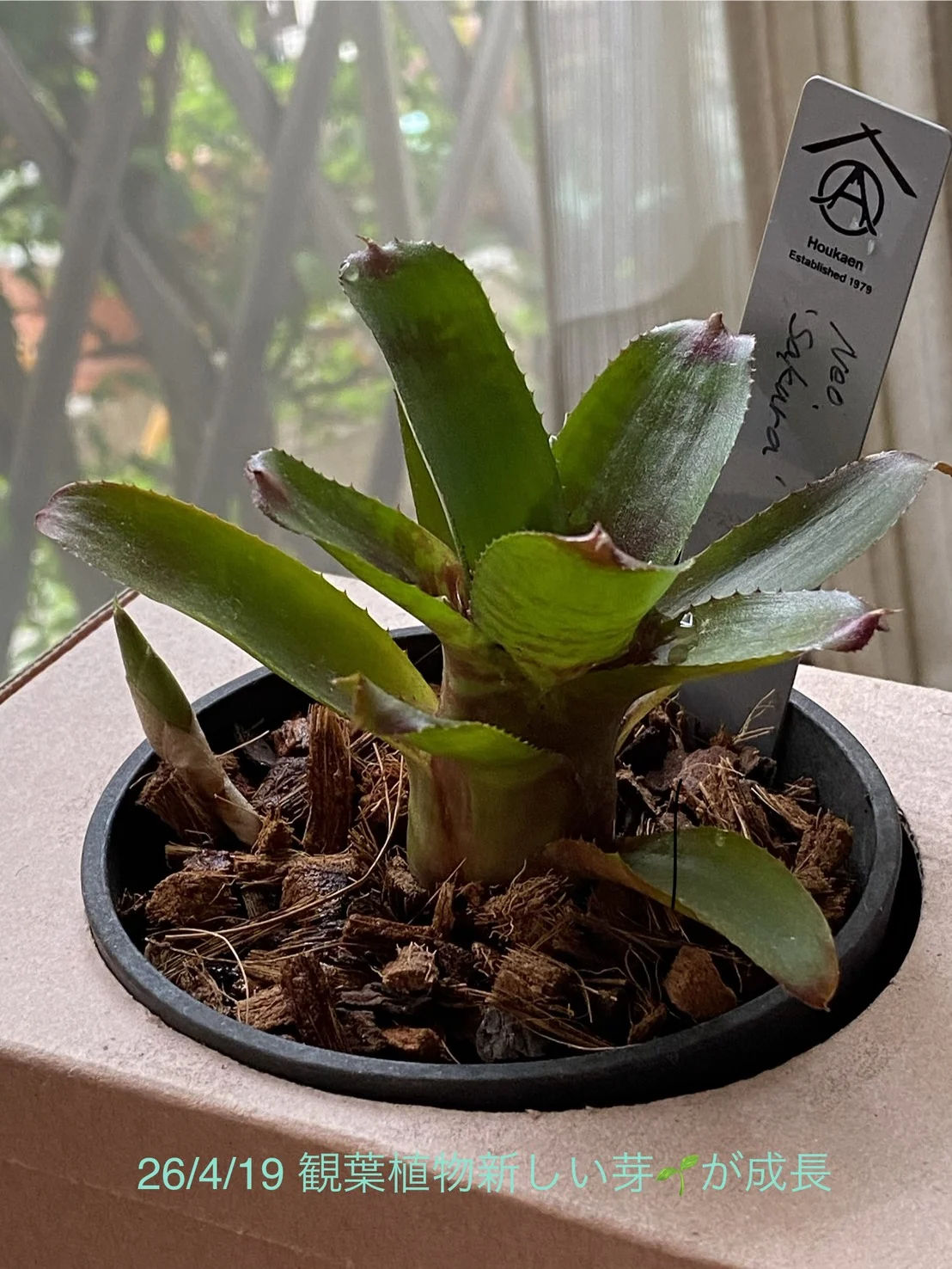 ネオレゲリア　サクラ