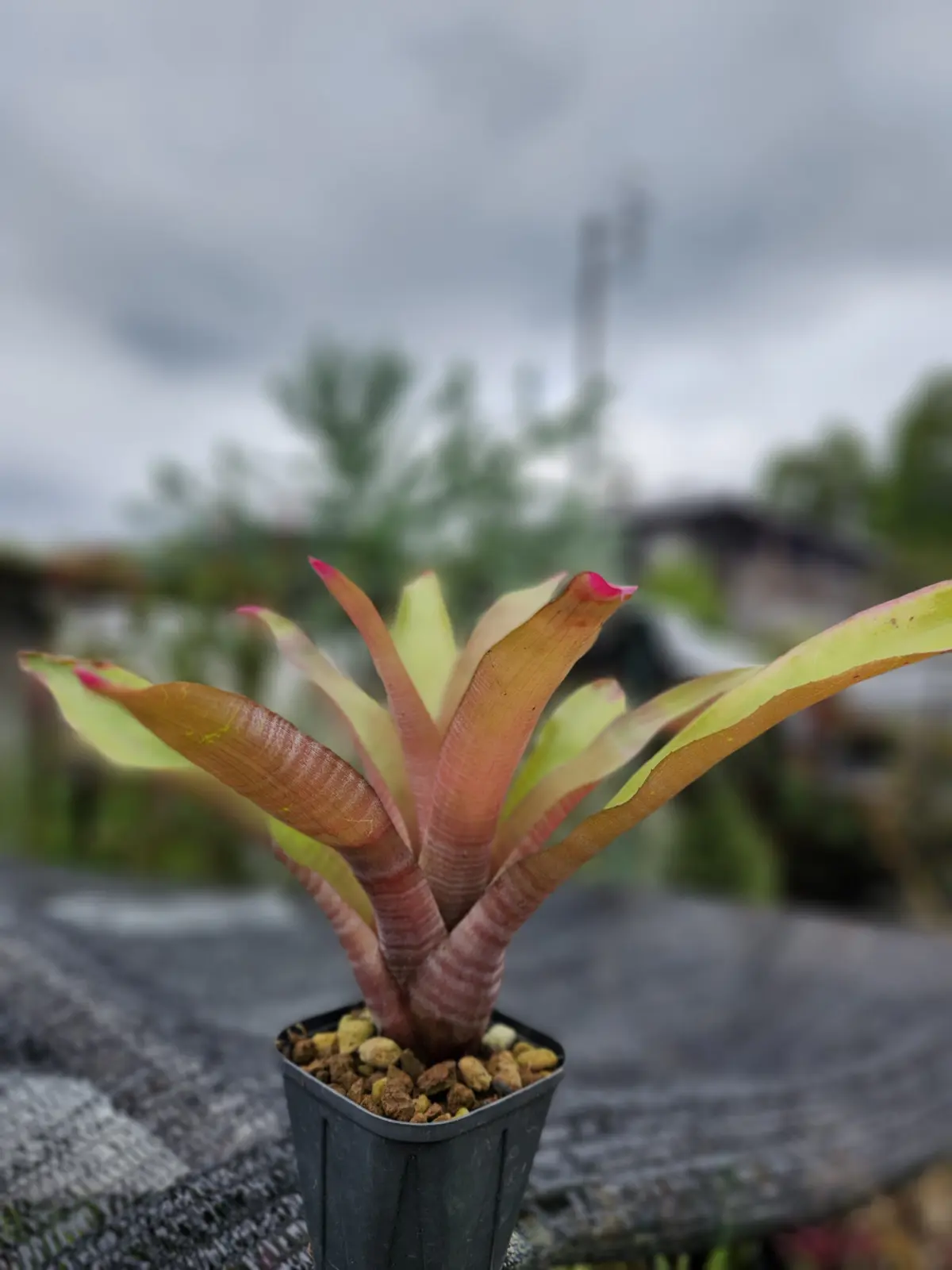 ネオレゲリア　スペクタビリス　②