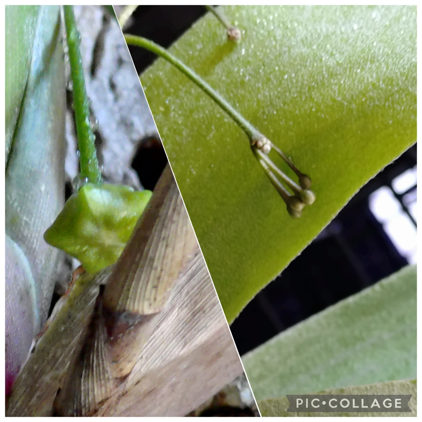 ホヤ セルペンス 花座