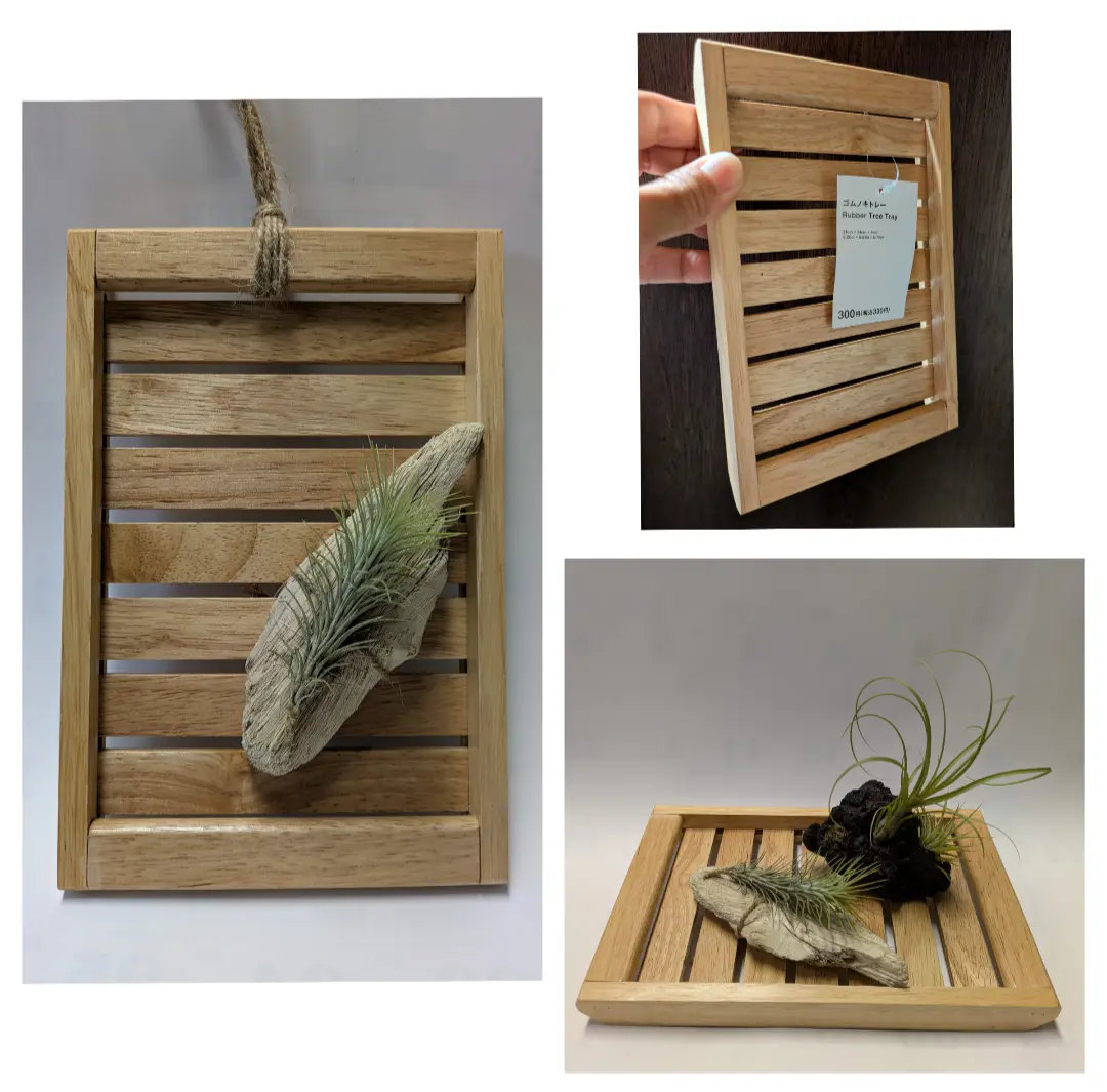 フンキアナ/イオナンタ/バルビシアーナ