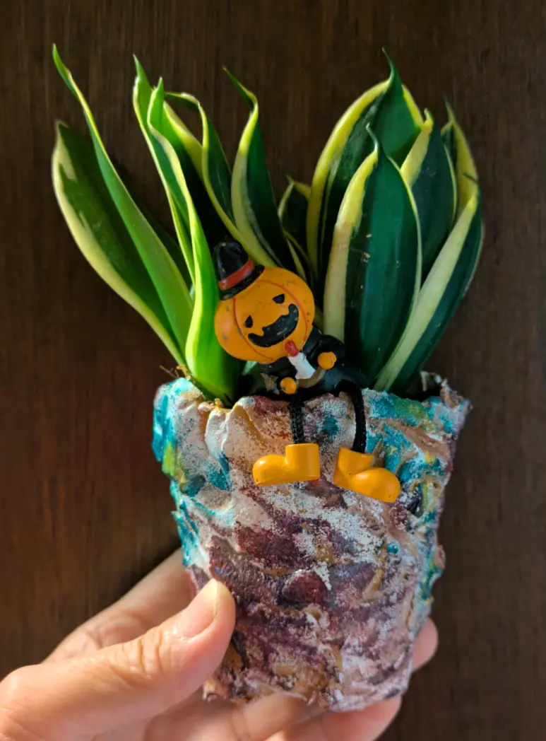 サンセベリア·ハニー・バニー