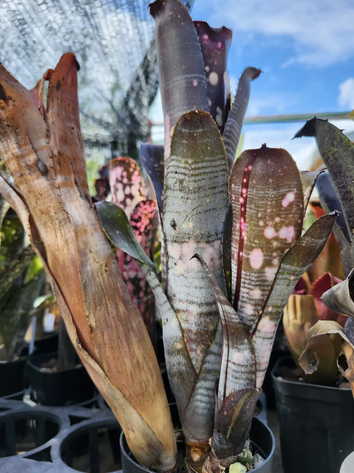 ビルベルギア　スモークスタック　