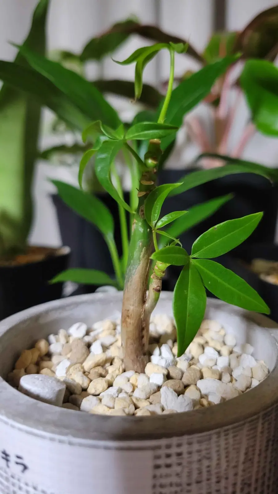 パキラ　100均　1年前