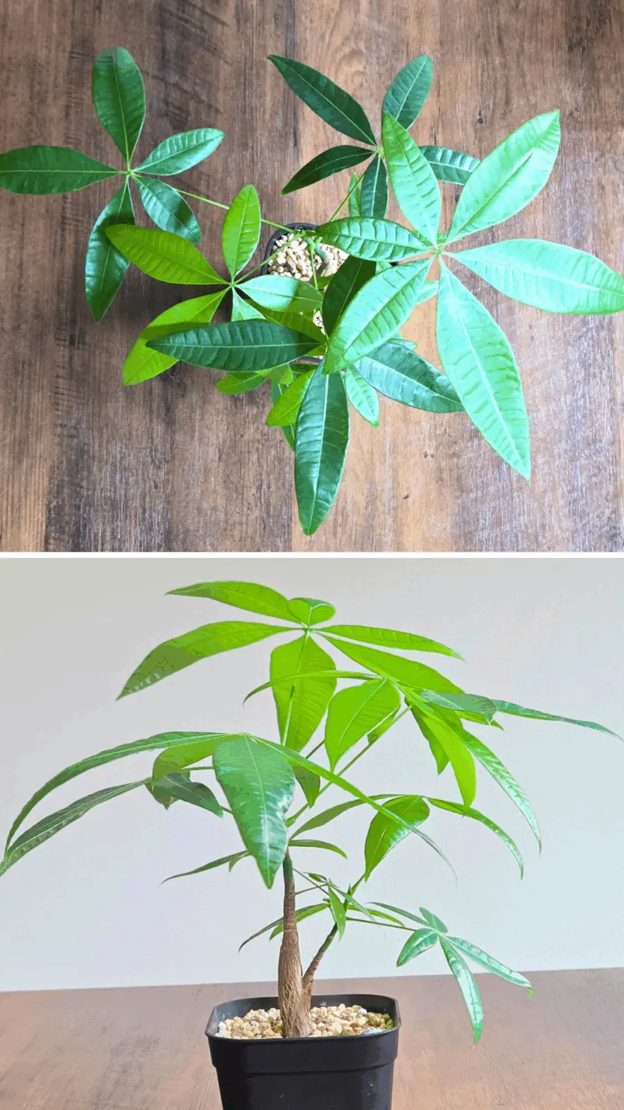 パキラ　100均　現在