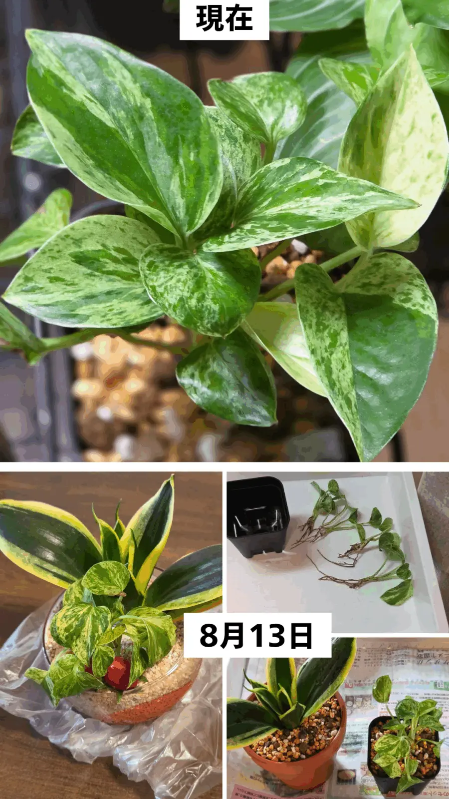 ポトス　？　品種不明