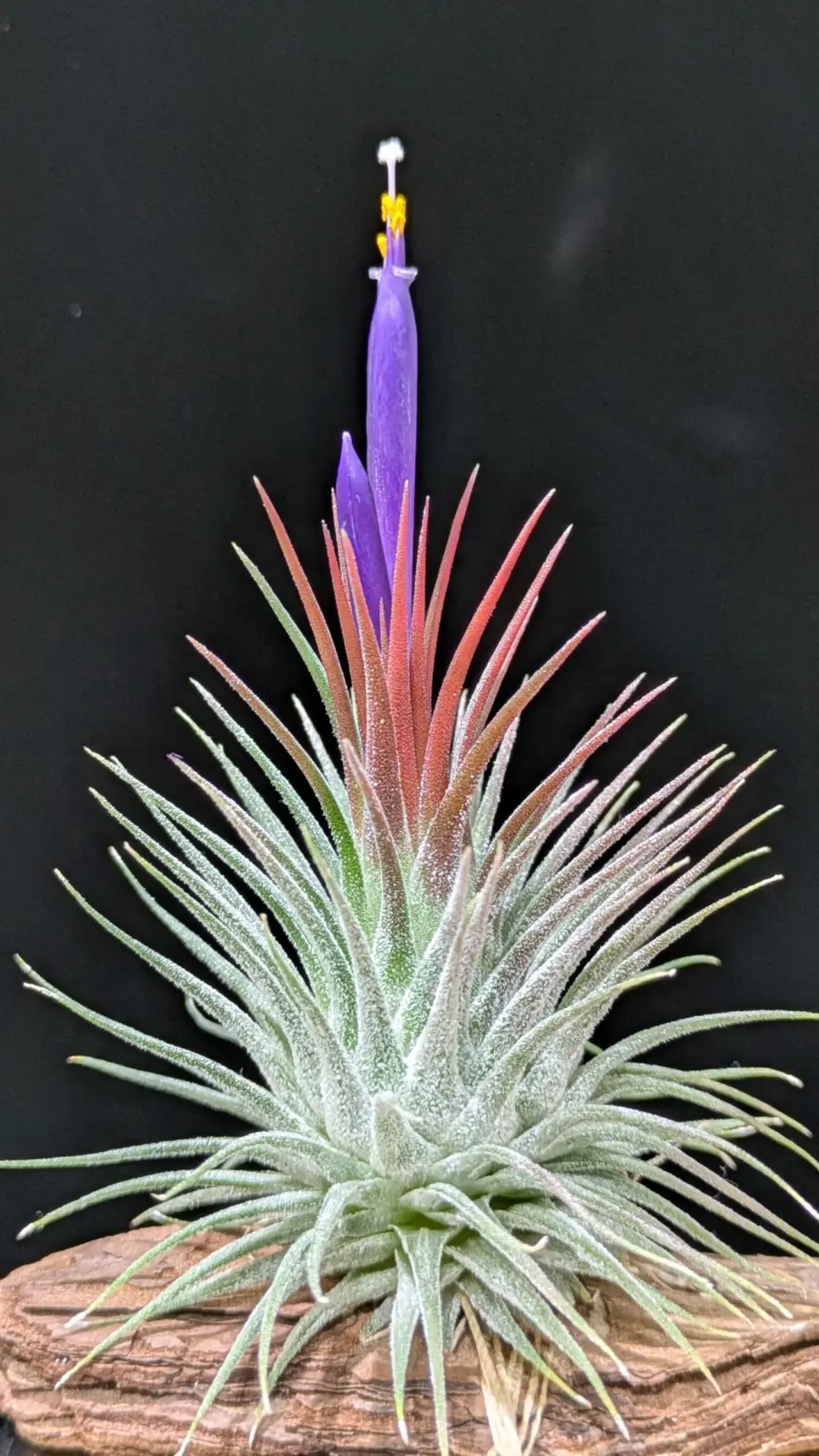 ティランジア イオナンタ ストリクタ