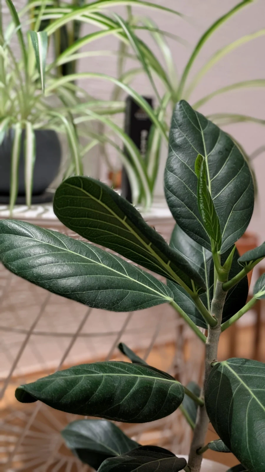 フィカス・アルテシマ