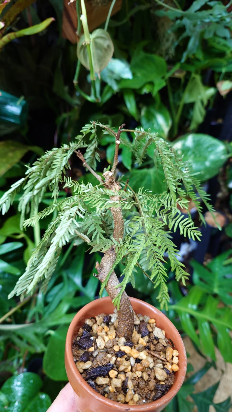 エバーフレッシュ　水切れ