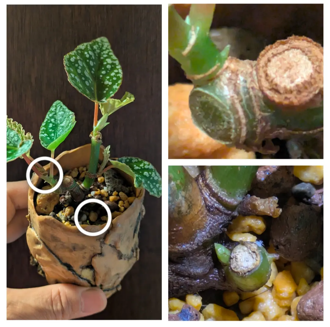 ベゴニア/ホワイトアイス