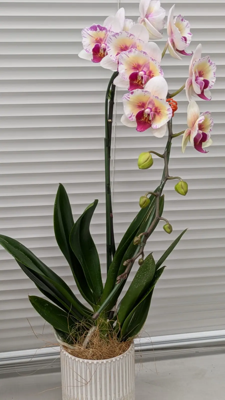 ミディ 胡蝶蘭 ミラクル