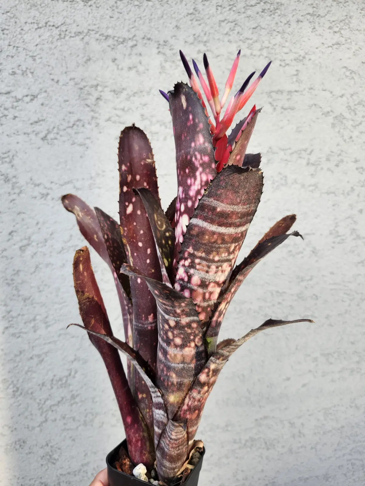 ビルベルギア　スモークスタック