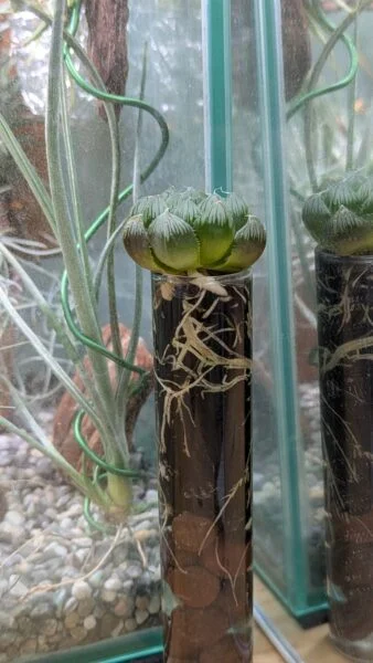 ハオルチア オブツーサ 試験管植え