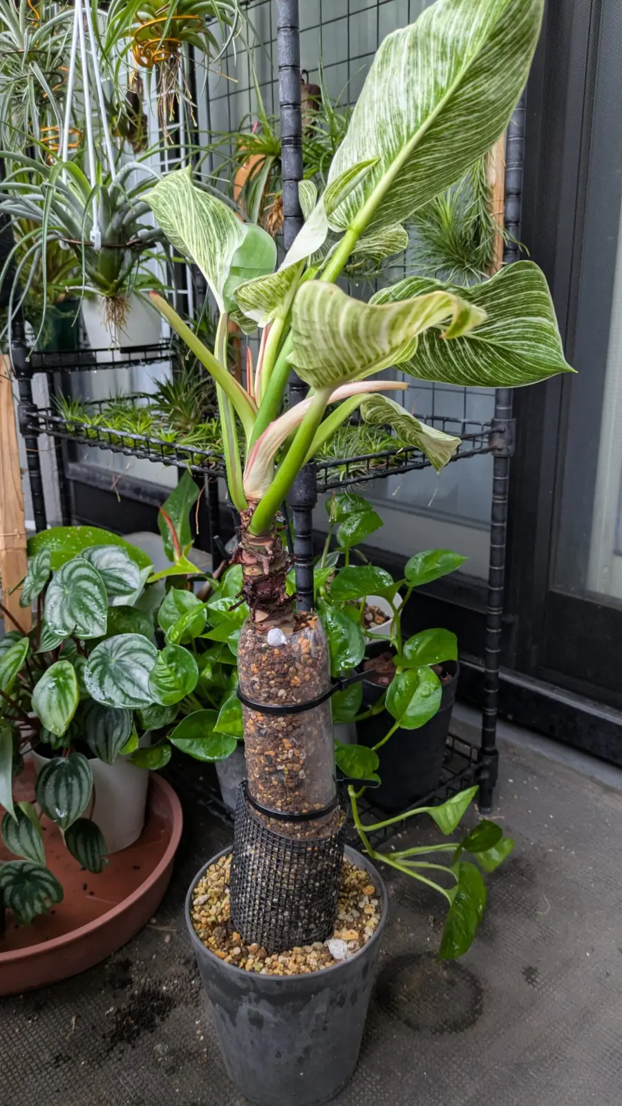 フィロデンドロン バーキン