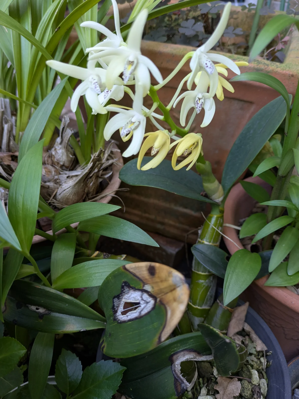 デンドロビウム　スペキオスム（タイミンセッコク）