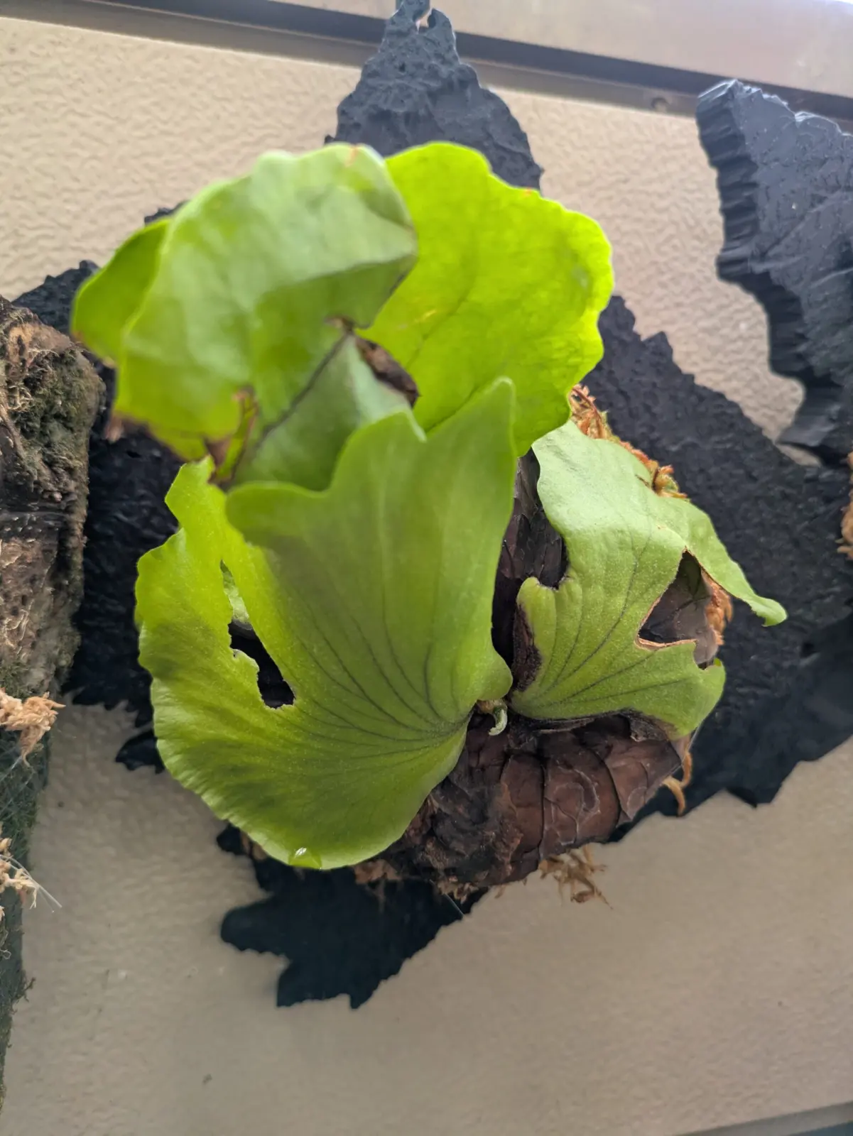 ビカクシダ　コロナリウム