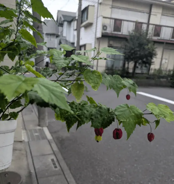 アブチロン
