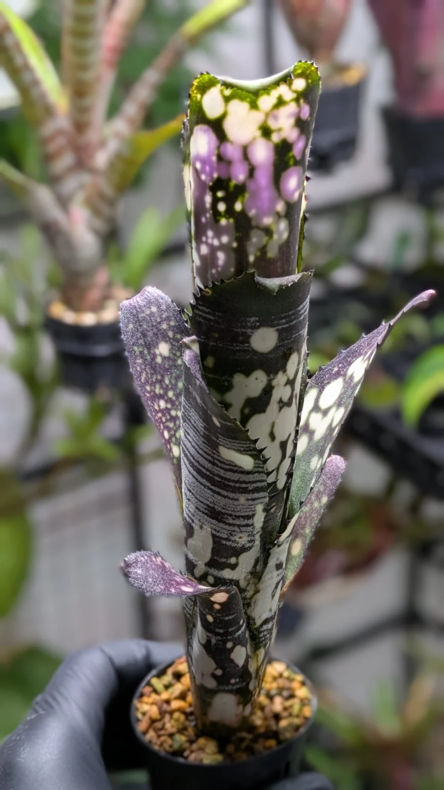 ビルベルギア ビッタータ ドミンゴスマルティンス