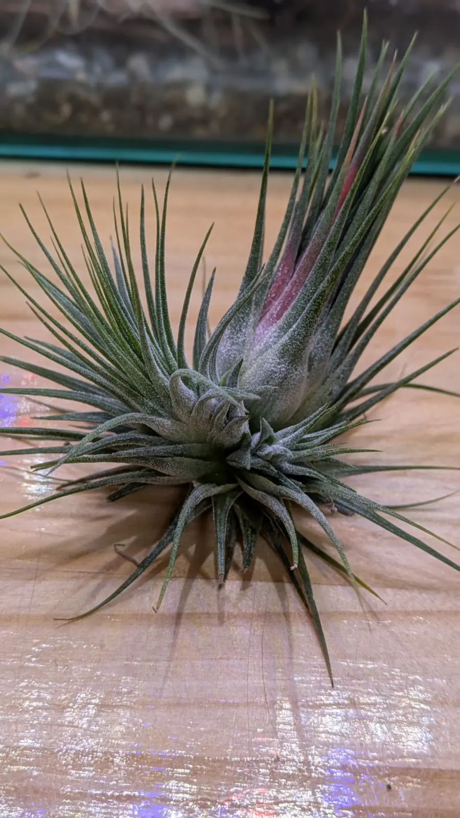 ティランジア イオナンタ フエゴ