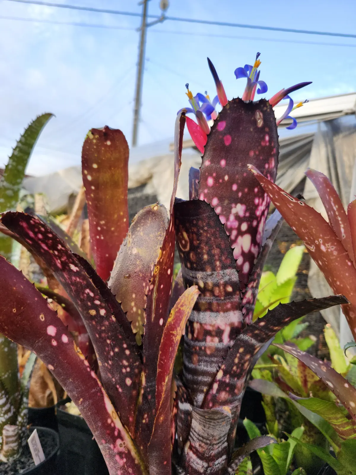 ビルベルギア　スモークスタック　開花