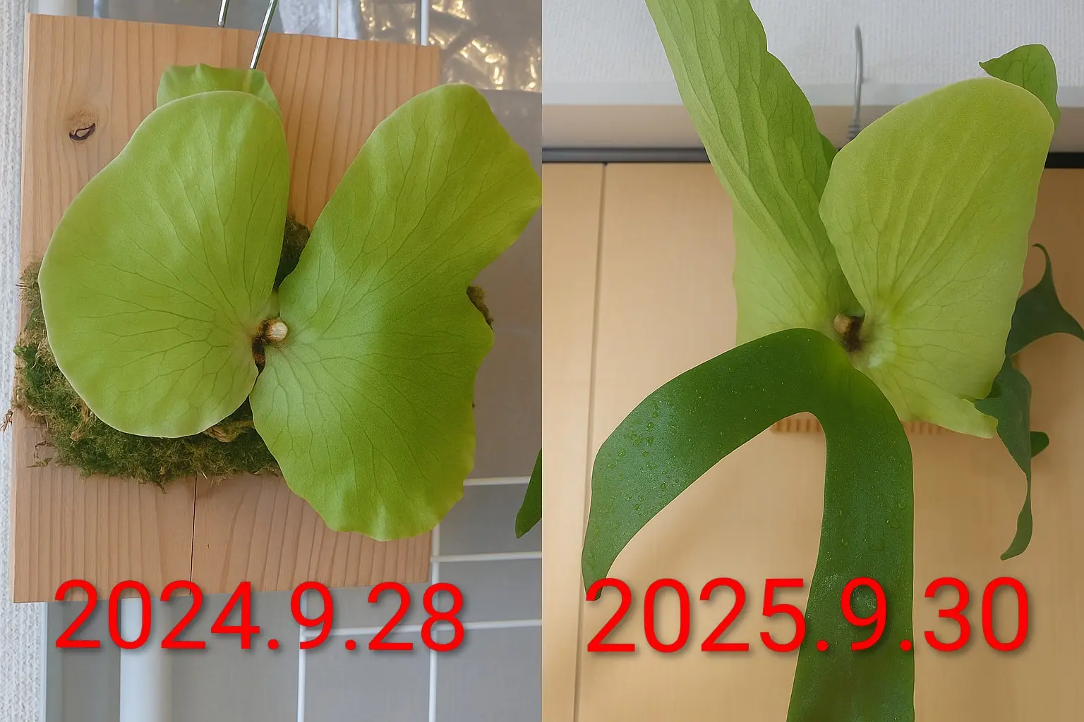 ビカクシダ　ステマリア