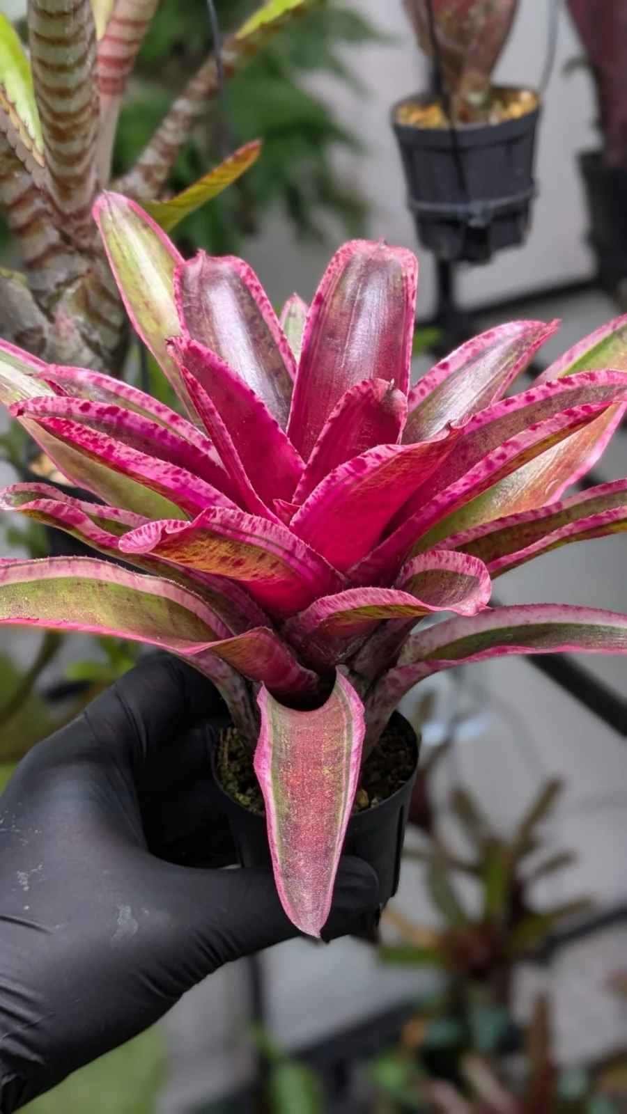 ネオレゲリア　キャンディクラッシュ