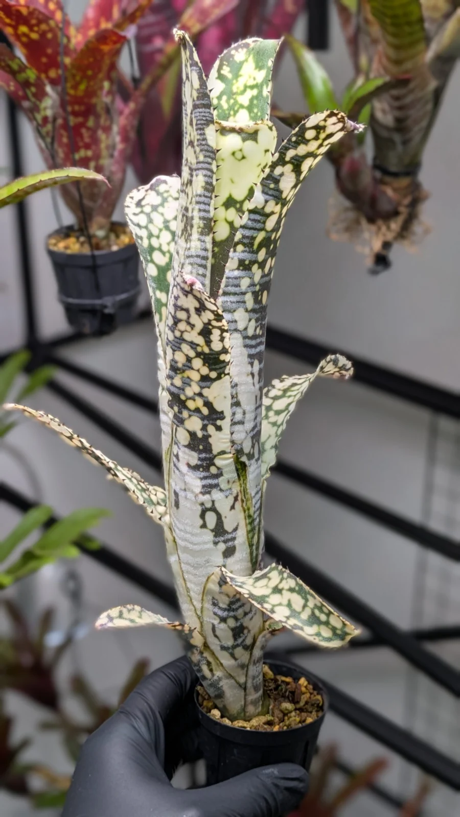 ビルベルギア　ライムストーン