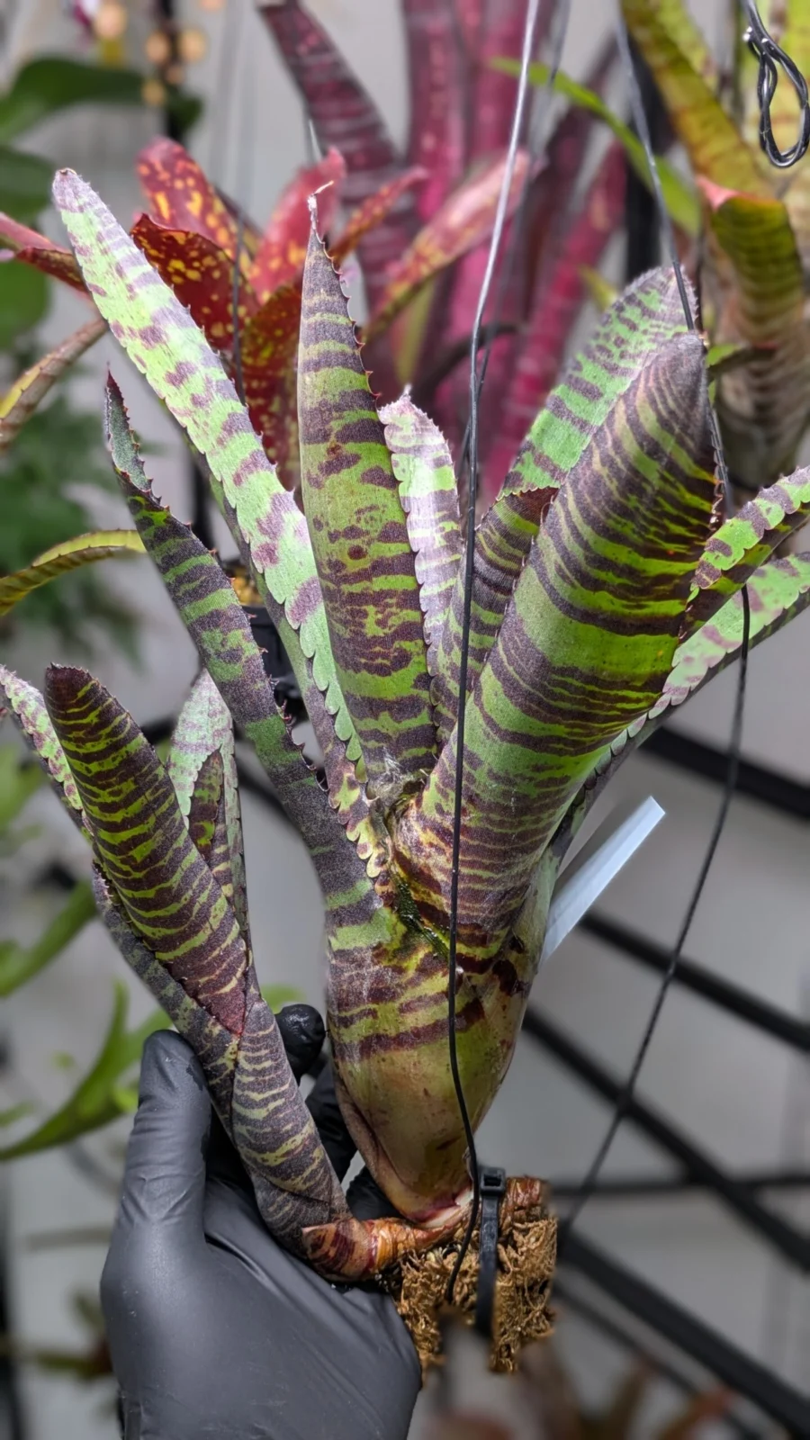 ネオレゲリア　ハンニバルレクター