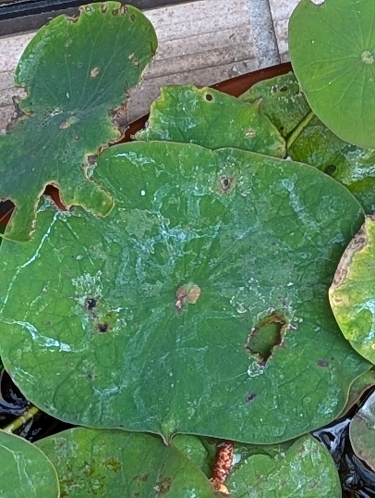 蓮(はす) 害虫 ナメクジ😱