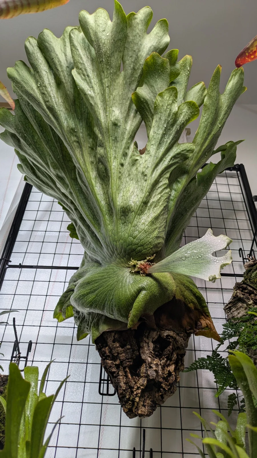 ビカクシダ　ワンダエ