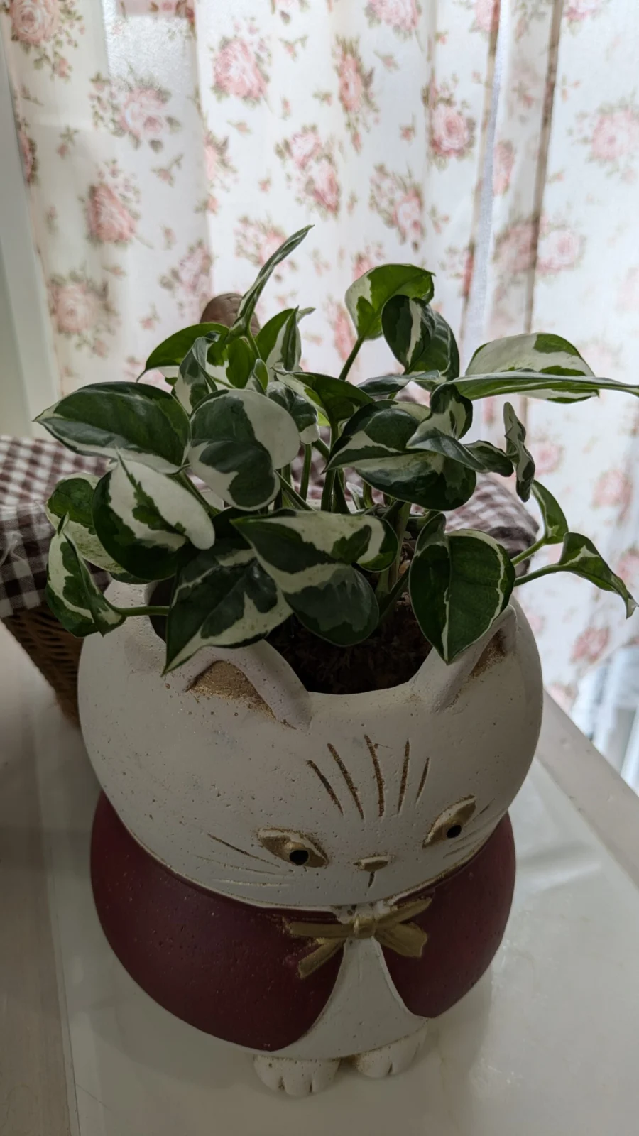 ポトス エンジョイ