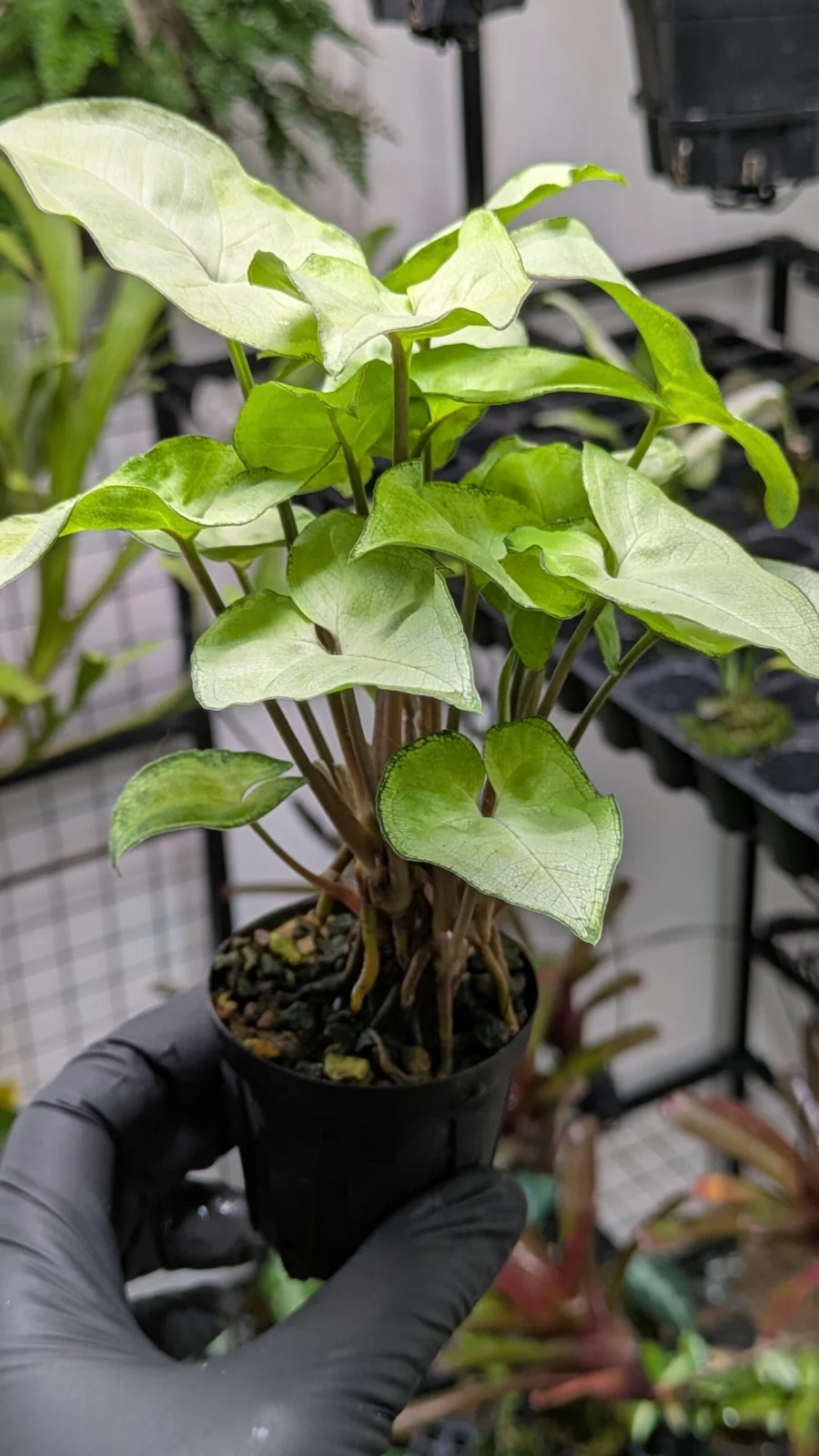 シンゴニウム　ホワイトバタフライ