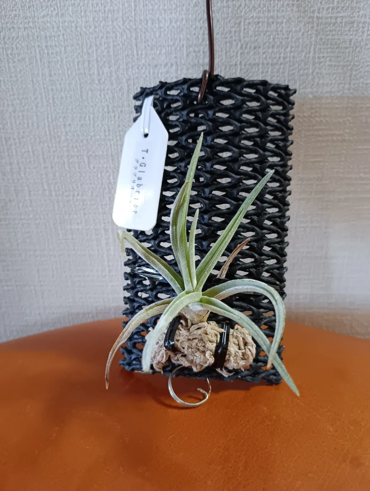 ティランジア　グラブリオール　？　謎チラ　100均