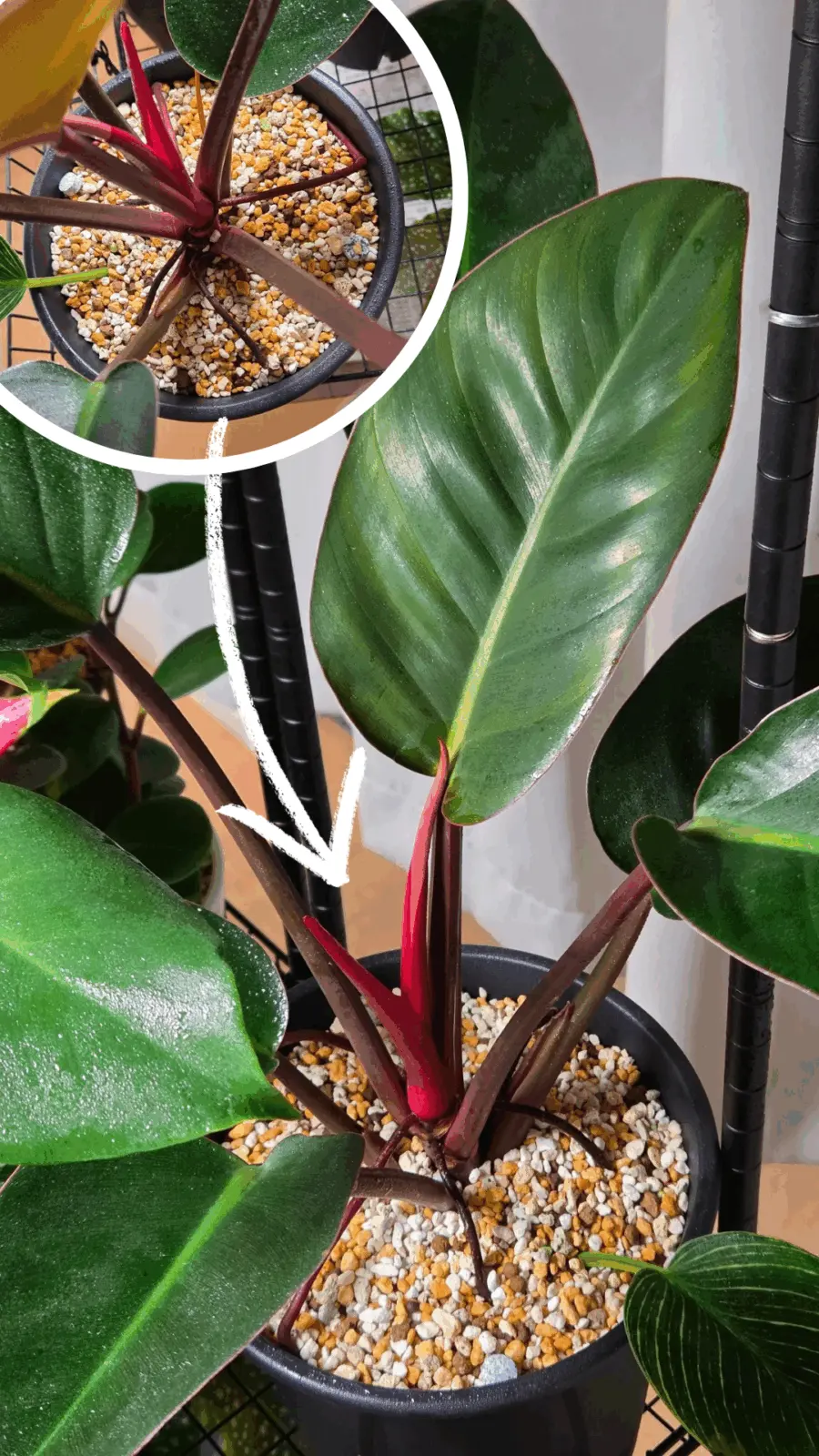 フィロデンドロン　バーキン　先祖返り　100均　④