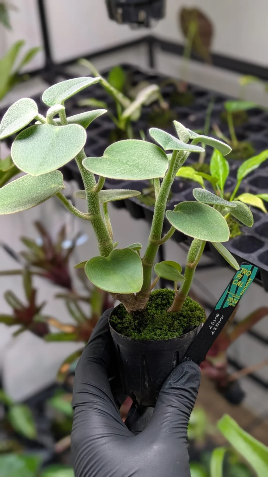 ペペロミア ホバリア