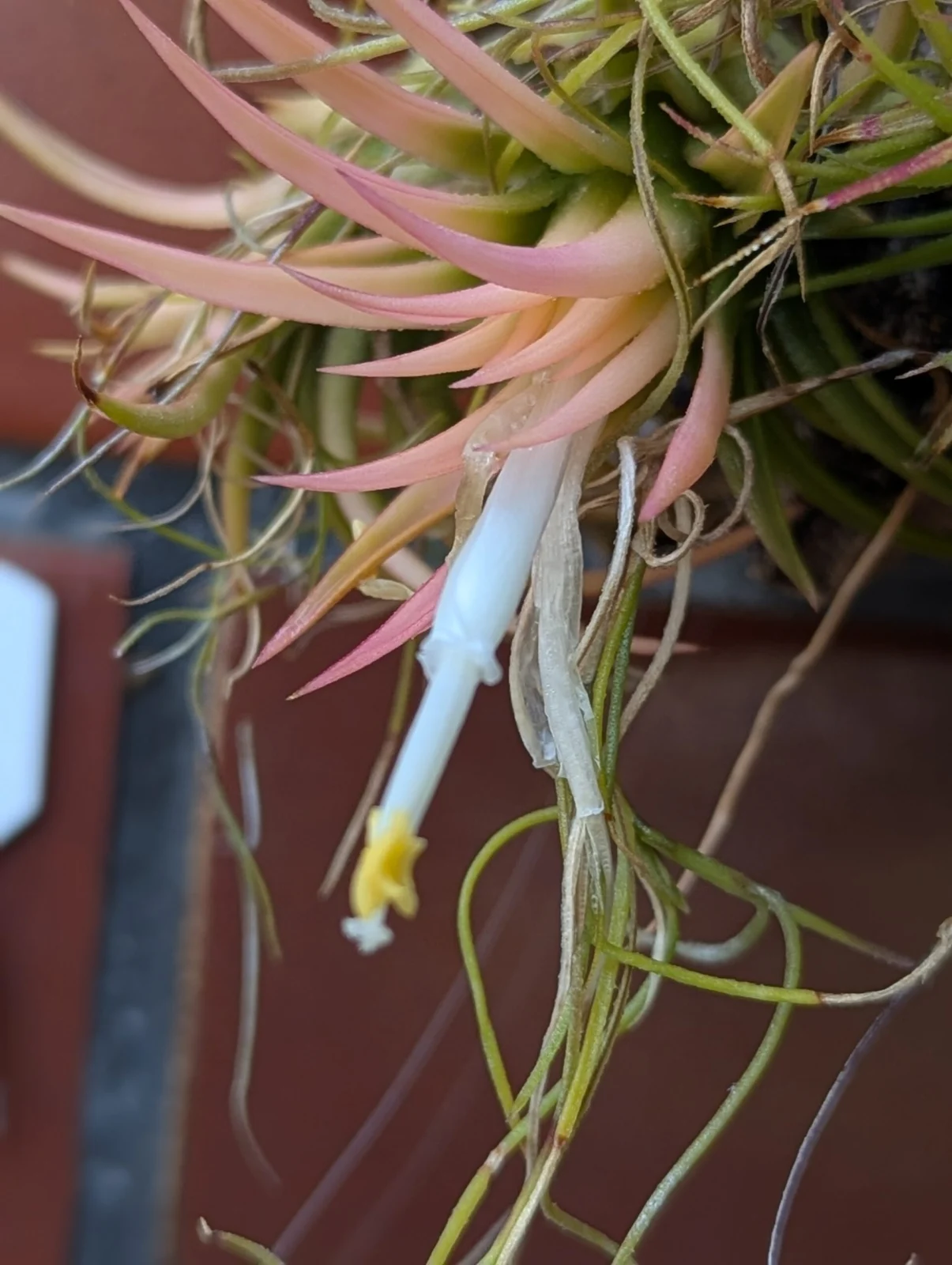 ティランジア 開花 札落ち