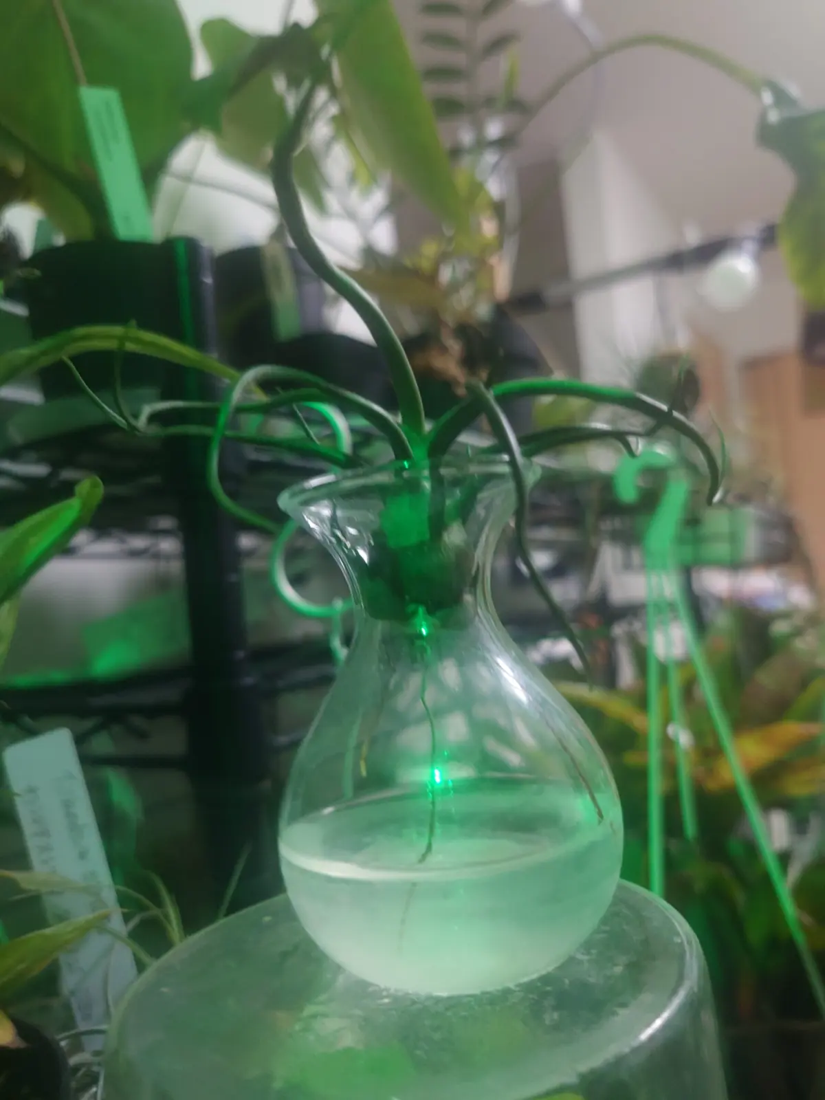 ティランジア　ブルボーサ