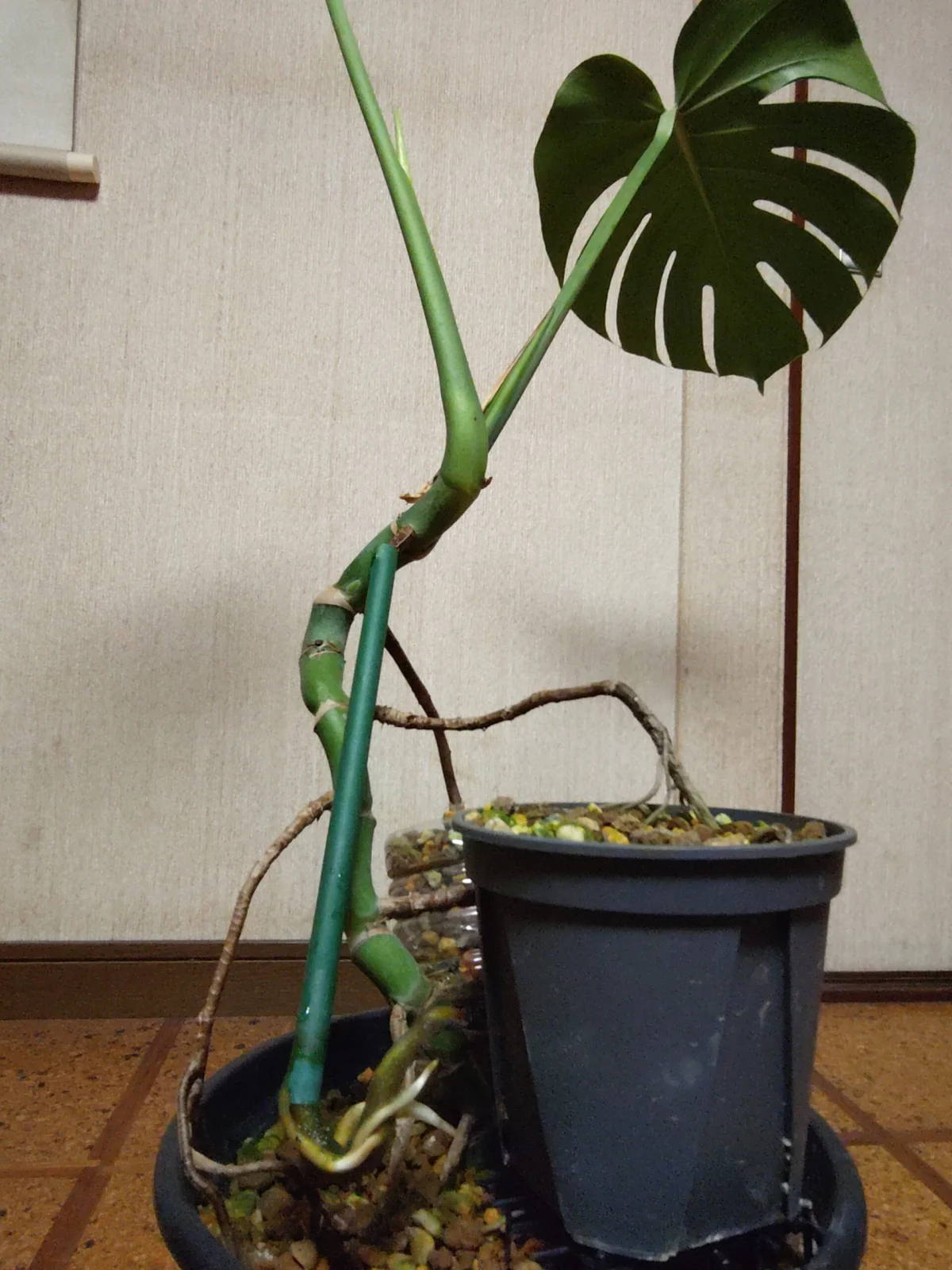 モンステラ　ダサい　パルテノン