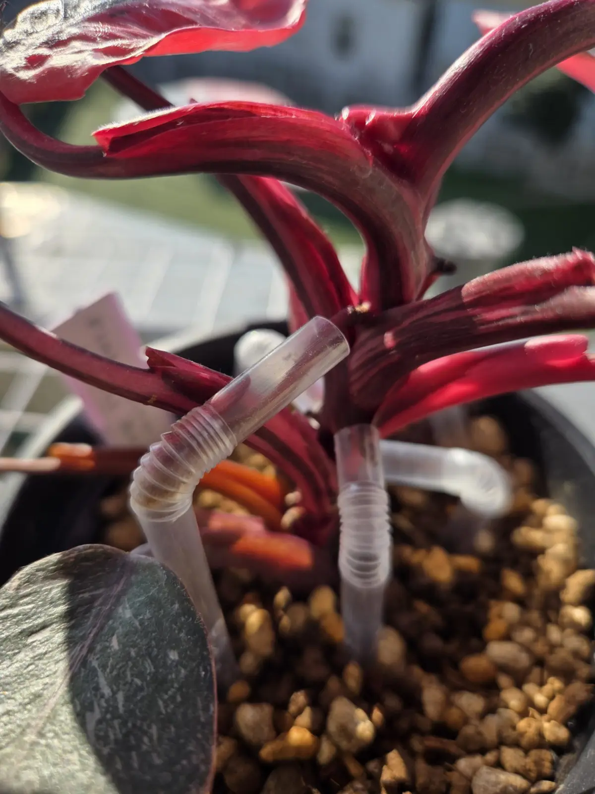 フィロデンドロン　ピンクプリンセス　パルテノン仕立て逆走　