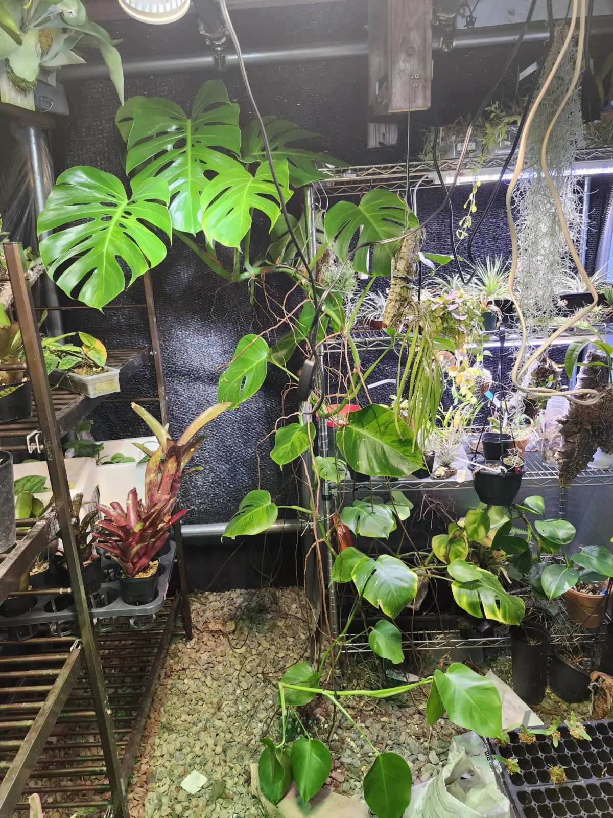 モンステラ　ボルシギアナ　グリーンオングリーン　実生株