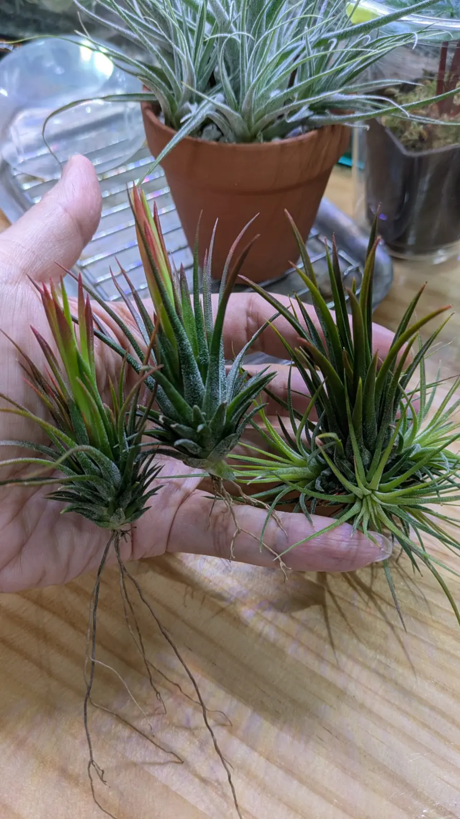 ティランジア イオナンタ フエゴ