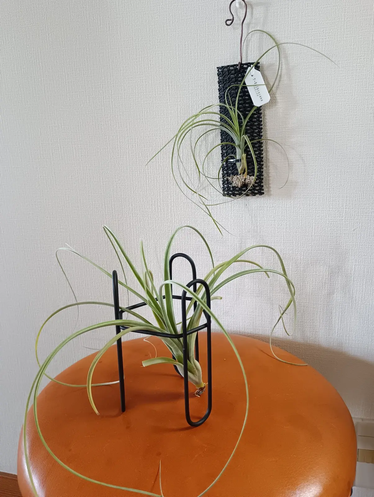 ティランジア　バルビシアーナ