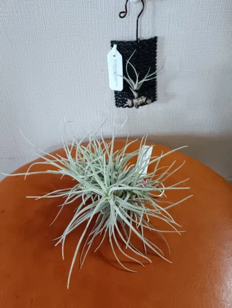 ティランジア　シュスゴネンシス