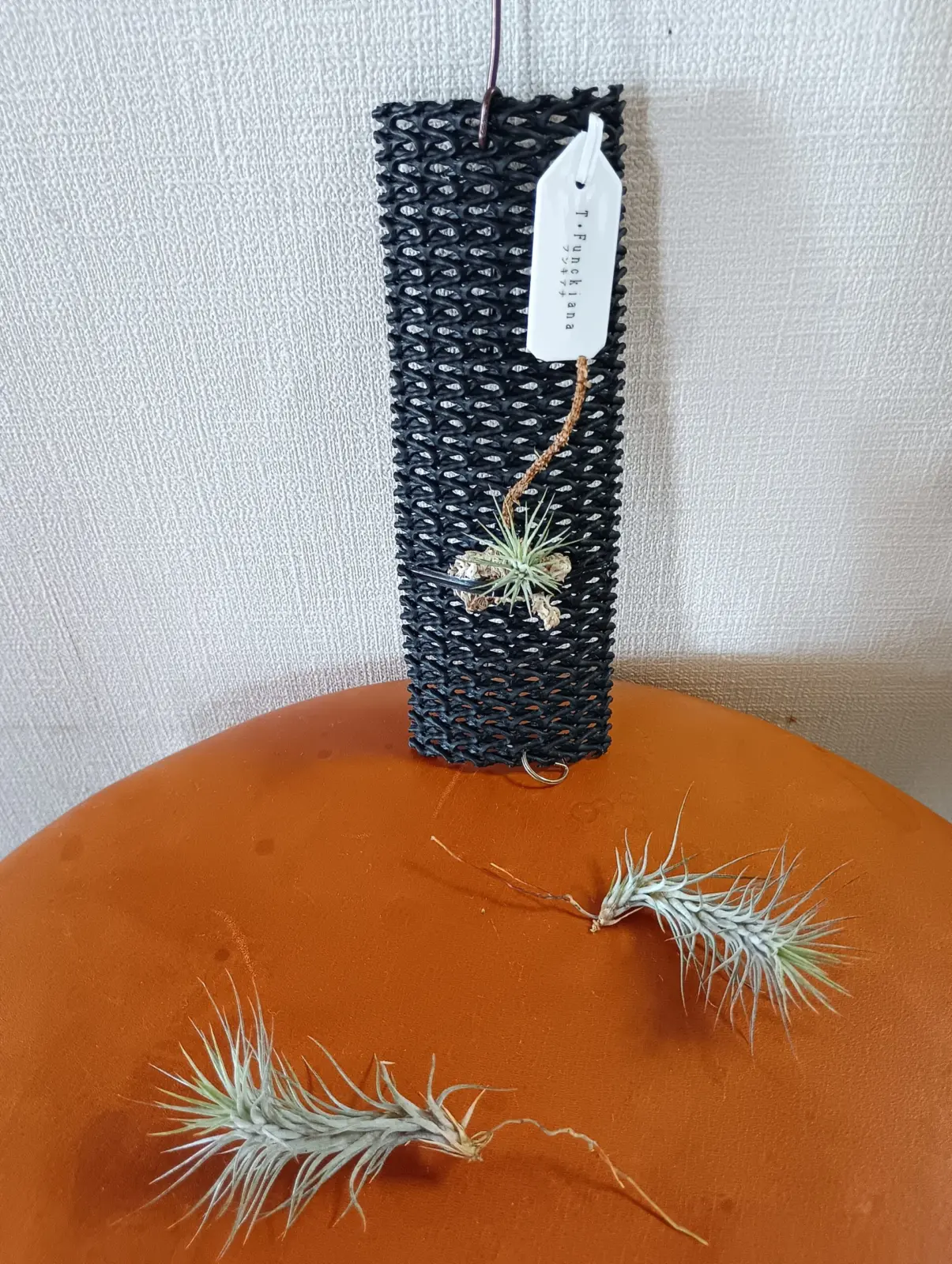 ティランジア　フンキアナ