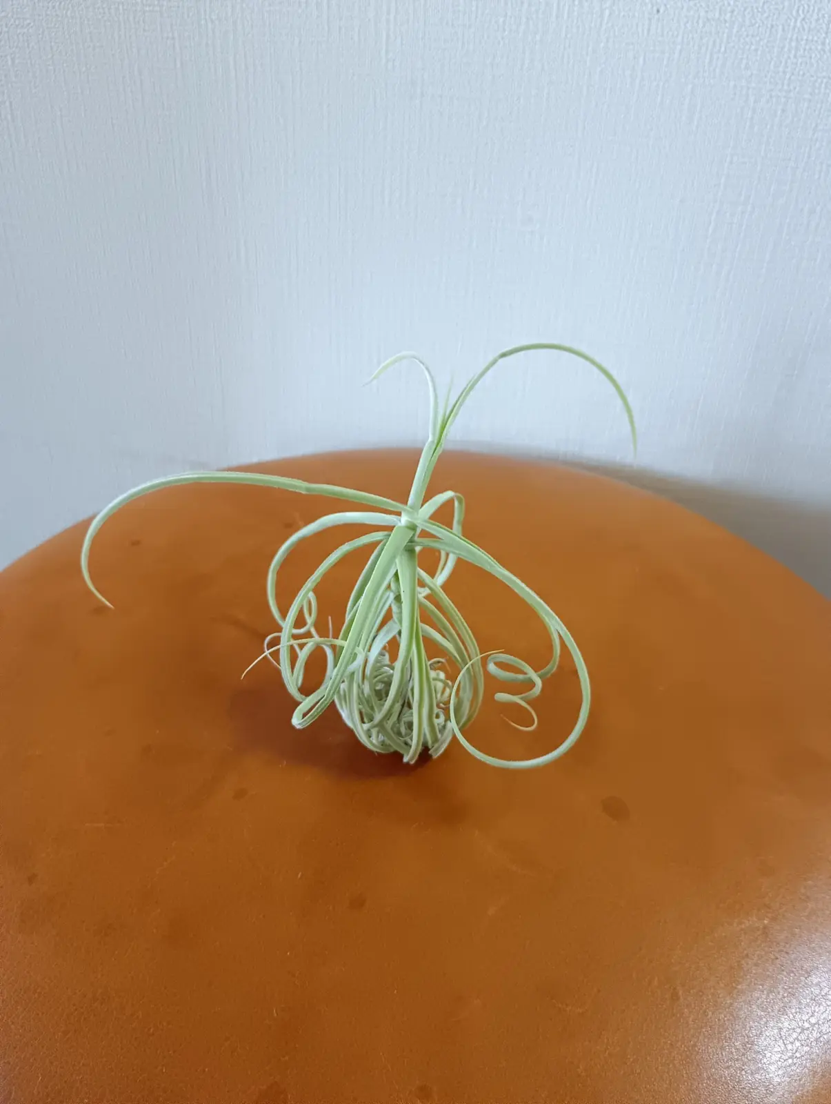 ティランジア　ドゥラティ