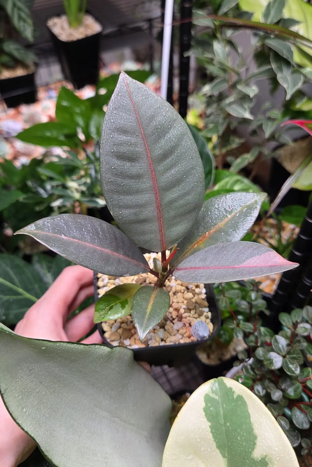 フィカス　ブルールビー　②　村長の直売所