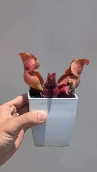 サラセニア プルプレア