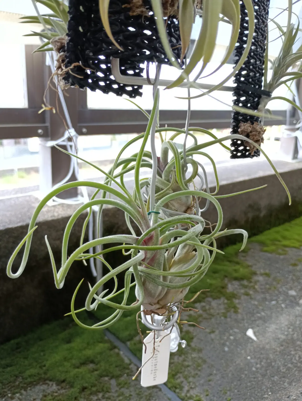 ティランジア　カプトメデューサエ