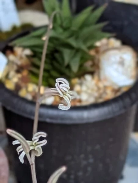 ハオルチア　ハイブリッド　花